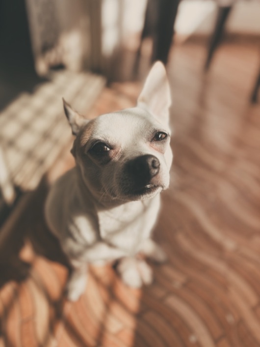 A small white dog looking up